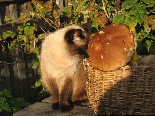 Галина Петрова