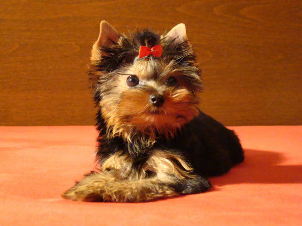 Юля Никонова