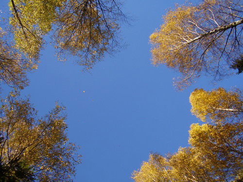 Екатерина Конышева