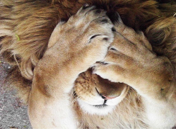 Мереке Капышова