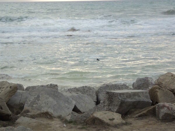 Александр Молчанов