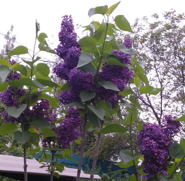 Тамара Чубарова