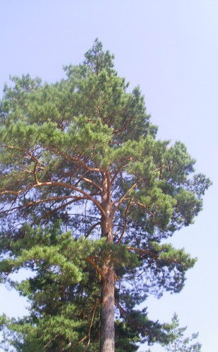 Юля Лосеева