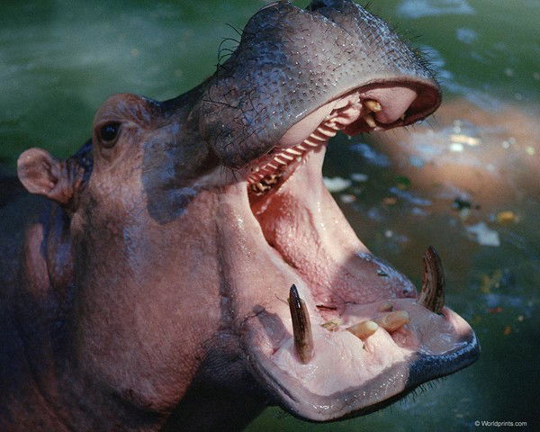 Игорь Витвицкий