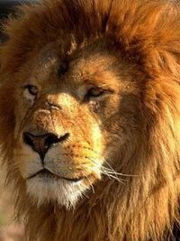 Юрий Федосов