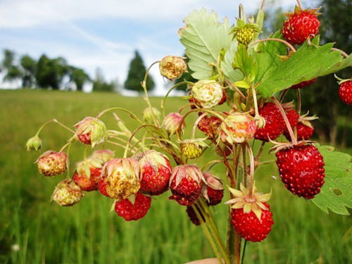 Влад Кузнецов