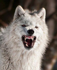 Иван Мулыкин