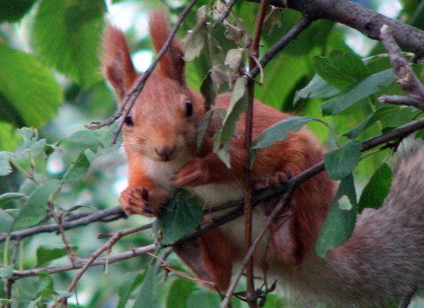 Оксана Мельник