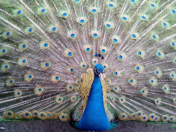 Светлана Лаврова