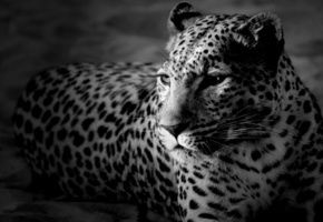 Анютка ))))))))