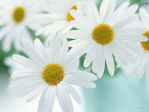 Наталья Кобзева