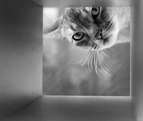 Серая Кошечка