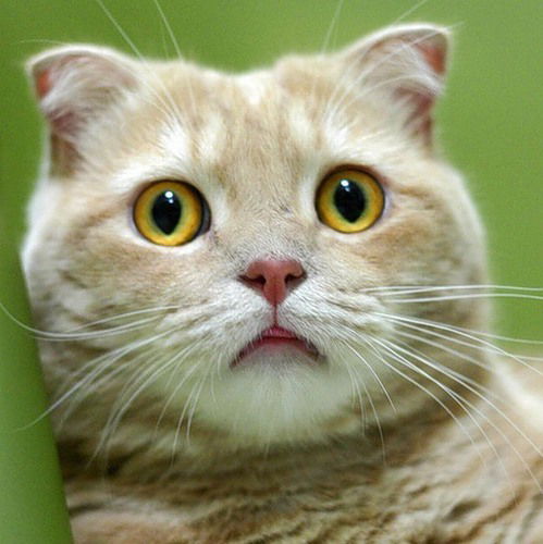 Киселева Анна