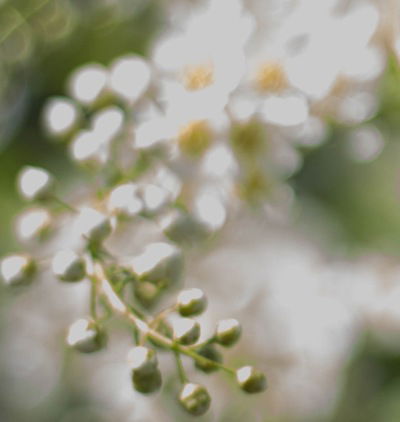 Надежда Елисеева