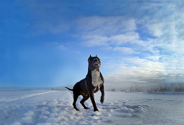 Владимир Беляев