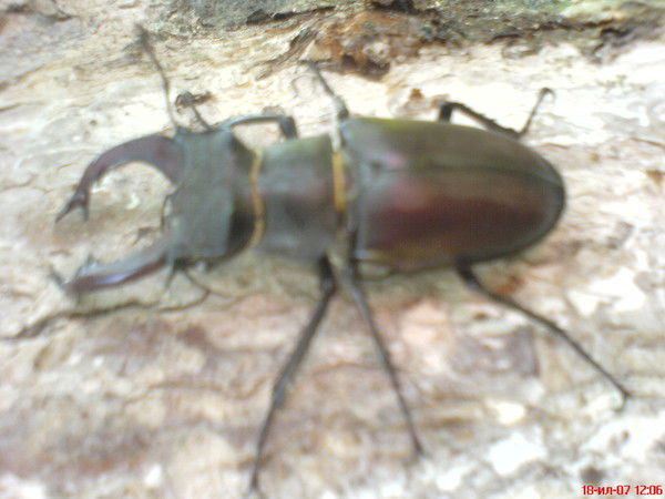 Константин У