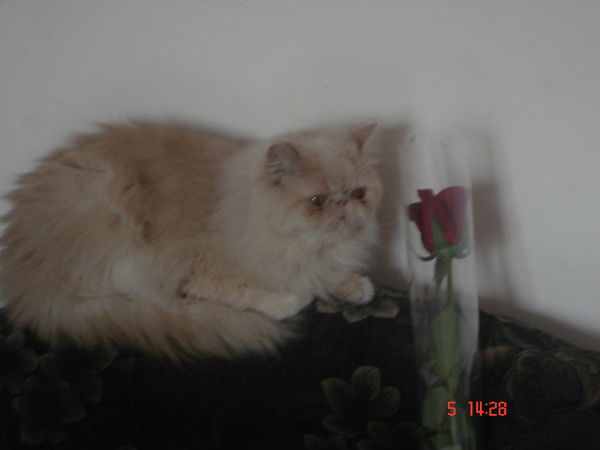 Елена Зарубина