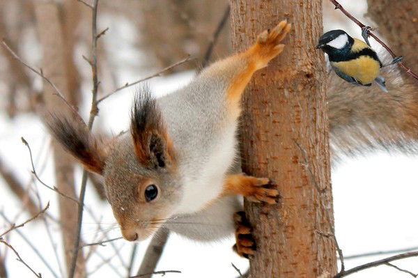 Людмила Худокормова