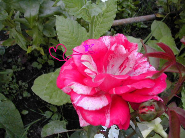 Алиса Маркина