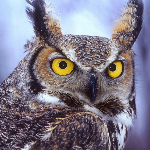 Александр Маскалюк