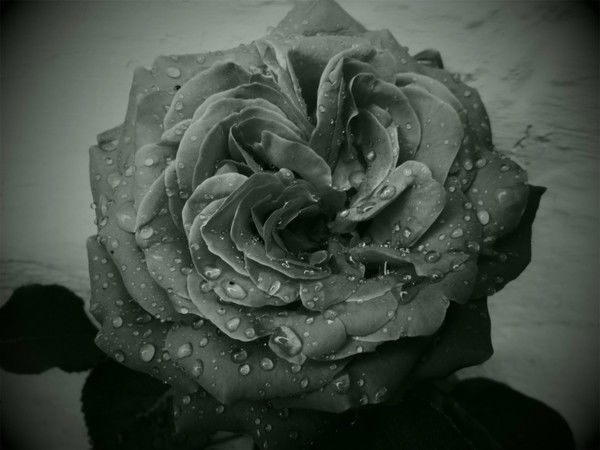 Светлана Наквас