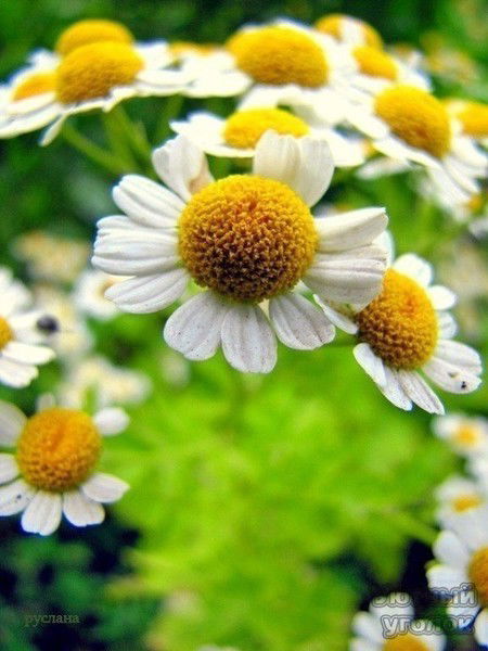 Дилбар Ардаширова