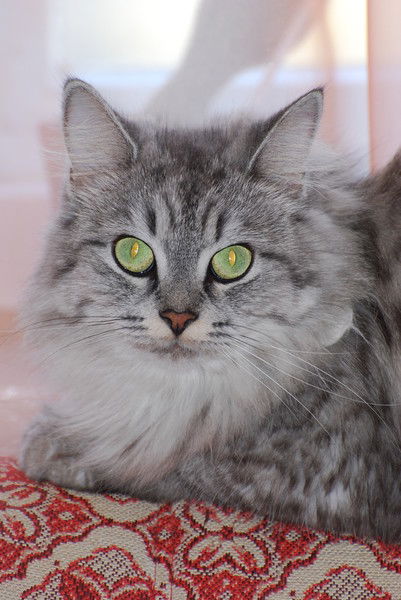 Сергей Шипилов