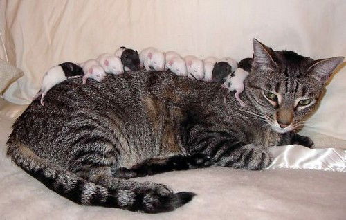 Екатерина Red-Fox2