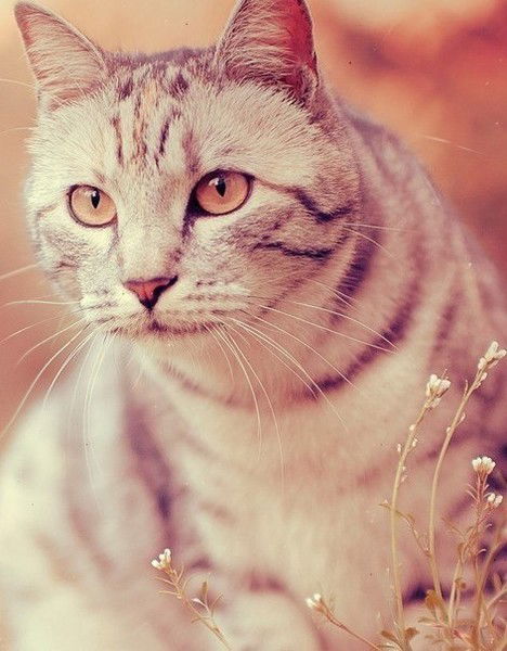 Галина Корлыханова