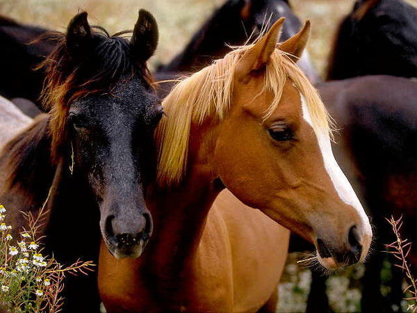 Нурлан Алиев