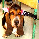 Санек Липский