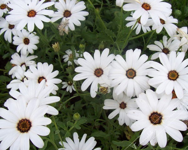 Динара Онгарбаева