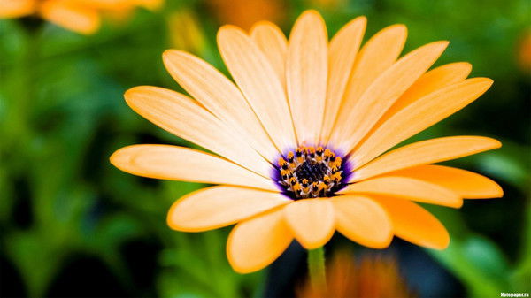 Мария Еланцева