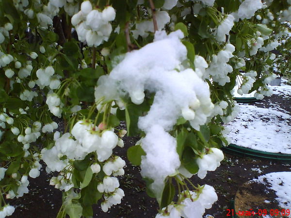 Ксюша Пискарёва