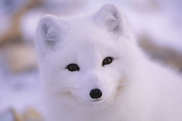 Наталья Захарова