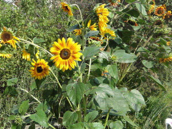 Нина Иванова