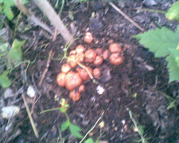 Любовь Солярских