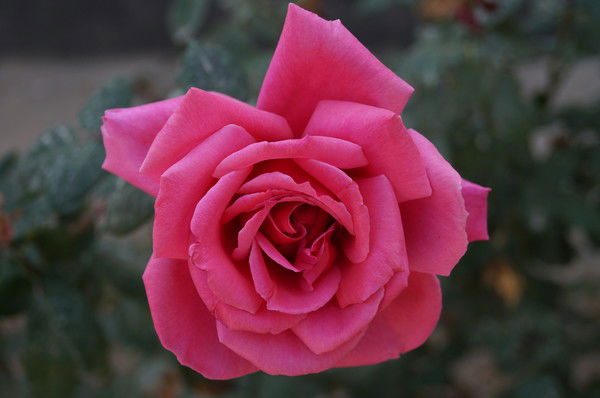 Захида Хашимбаева