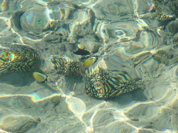 Елена Овсянкина