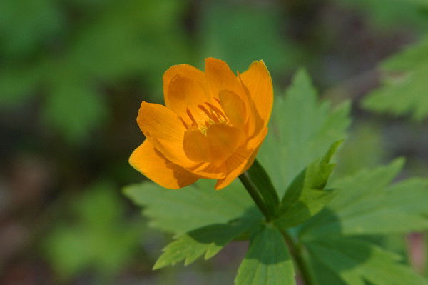 Маргарита Сорокина