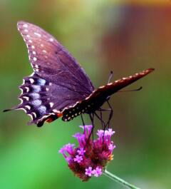 Зухра Еслямбек