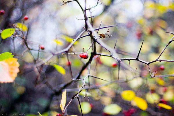 Антон Тихонов