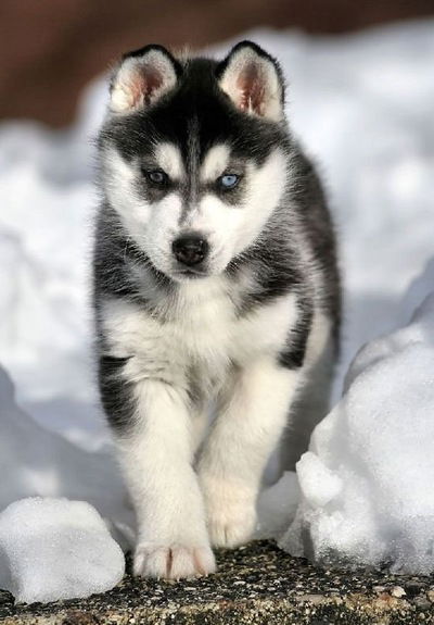 Денис Сорокин