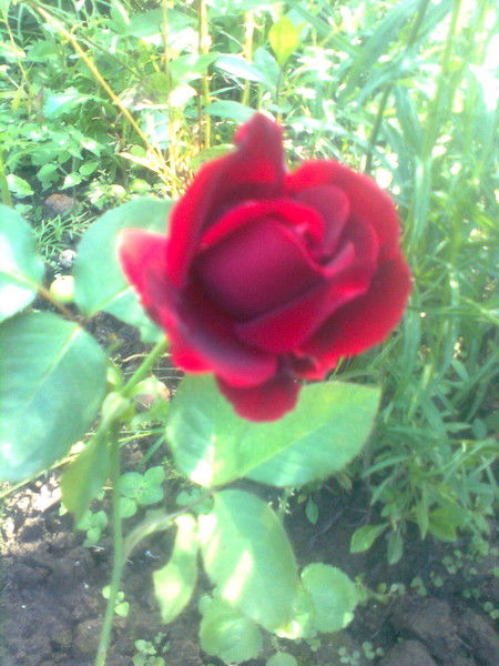 В.в. Макеева