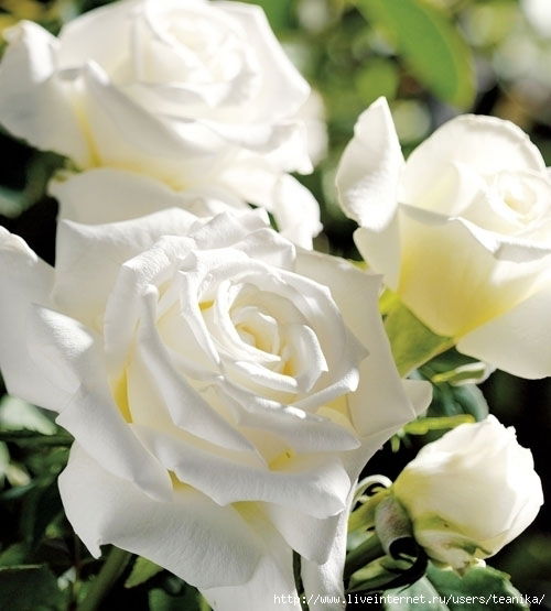 Роза Ахметова