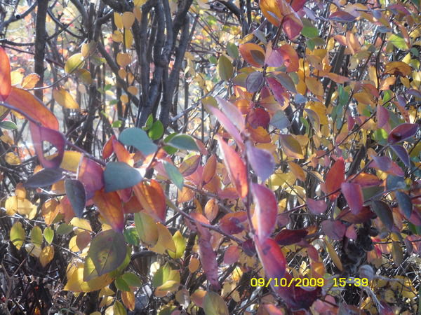 Евгений Андрейчук