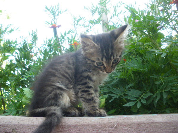 Олег Сафроонов