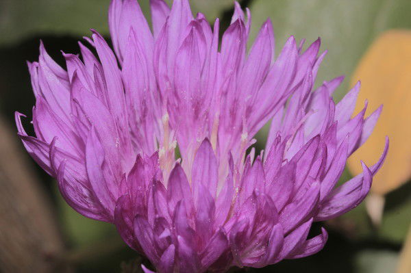 Алексей Токарев