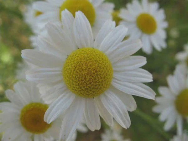 Нина Богданова