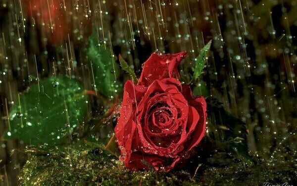 Зульфия Абдуллаева